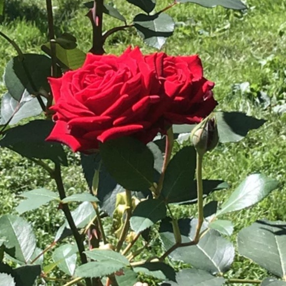 Meet your Posher, M - Picture 2 of 2